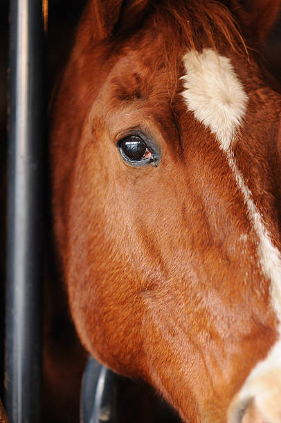 istock Horse face close up 182385087