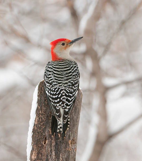 istock Red Bellied woodpecker 182385237