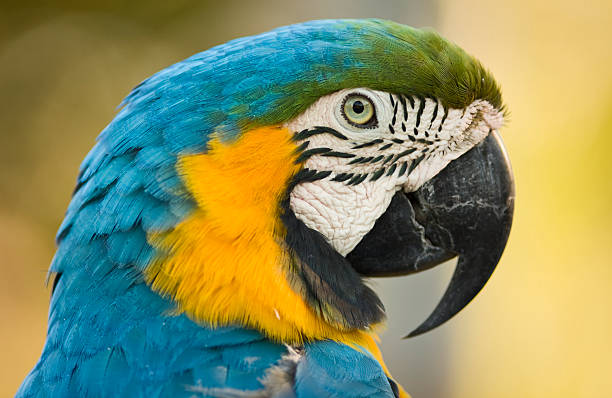 istock Blue and yellow Macaw close up! 182385257
