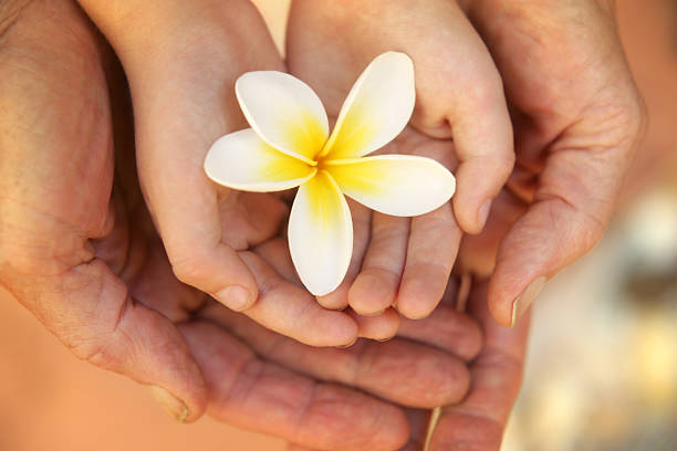 A beautiful frangipani flower held in a child's hands. A grandparent holds their hands underneath the child's hands.