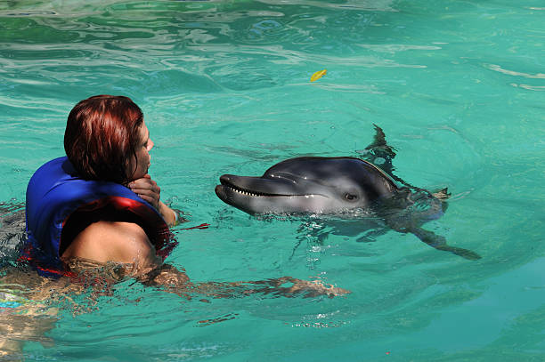 istock Swimming with the dolphin 182385350