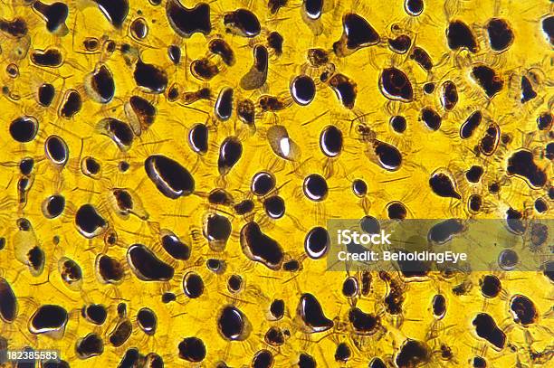 Plasmodesma De Citoplasma - Fotografias de stock e mais imagens de ADN - ADN, Abstrato, Amarelo