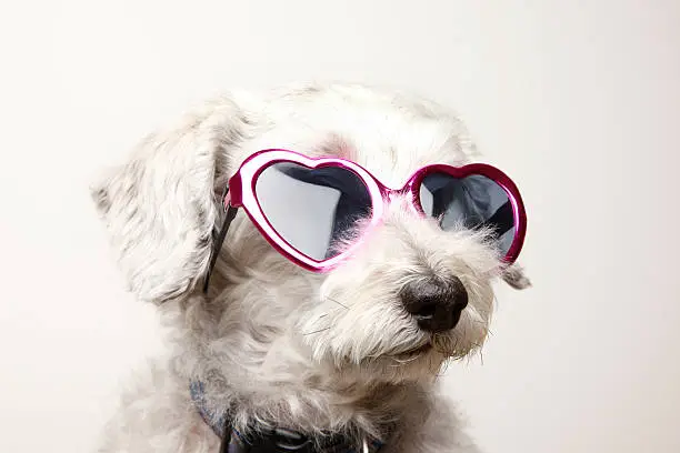 A Schnoodle (schnauzer/poodle mix) wearing heart shaped sunglasses.