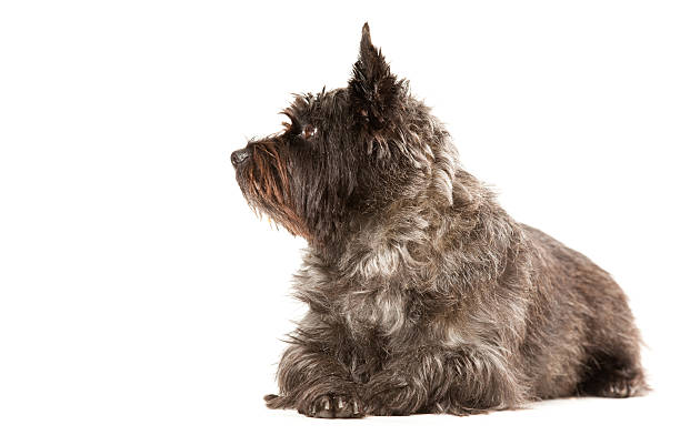 istock Portait of a Cairn Terrier 182385650