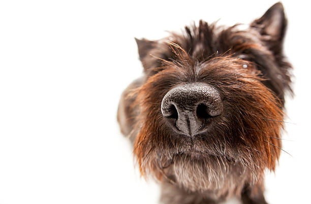 Funny Portait of a Cairn Terrier Funny Portait of a Cairn Terrier (focus on the nose) animal nose stock pictures, royalty-free photos & images