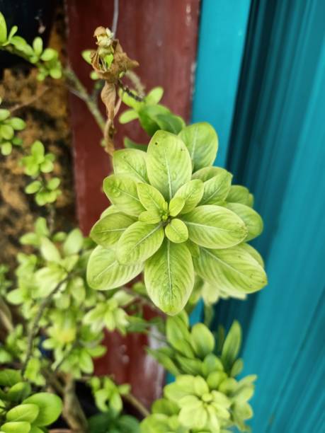 Close up of madagascar periwinkle plant