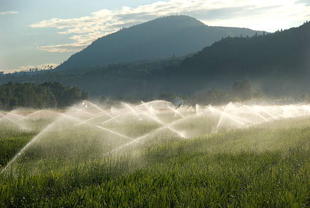 Irrigation stock photo