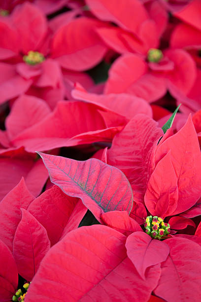 istock Red Poinsettias 182386274