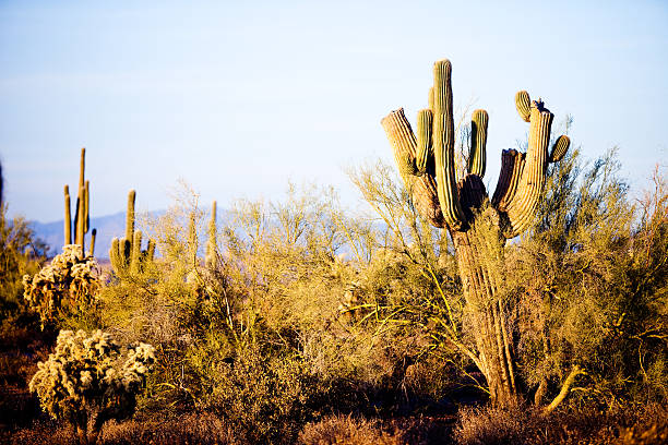 istock Arizona Desert Cactus Sagauro 182386280