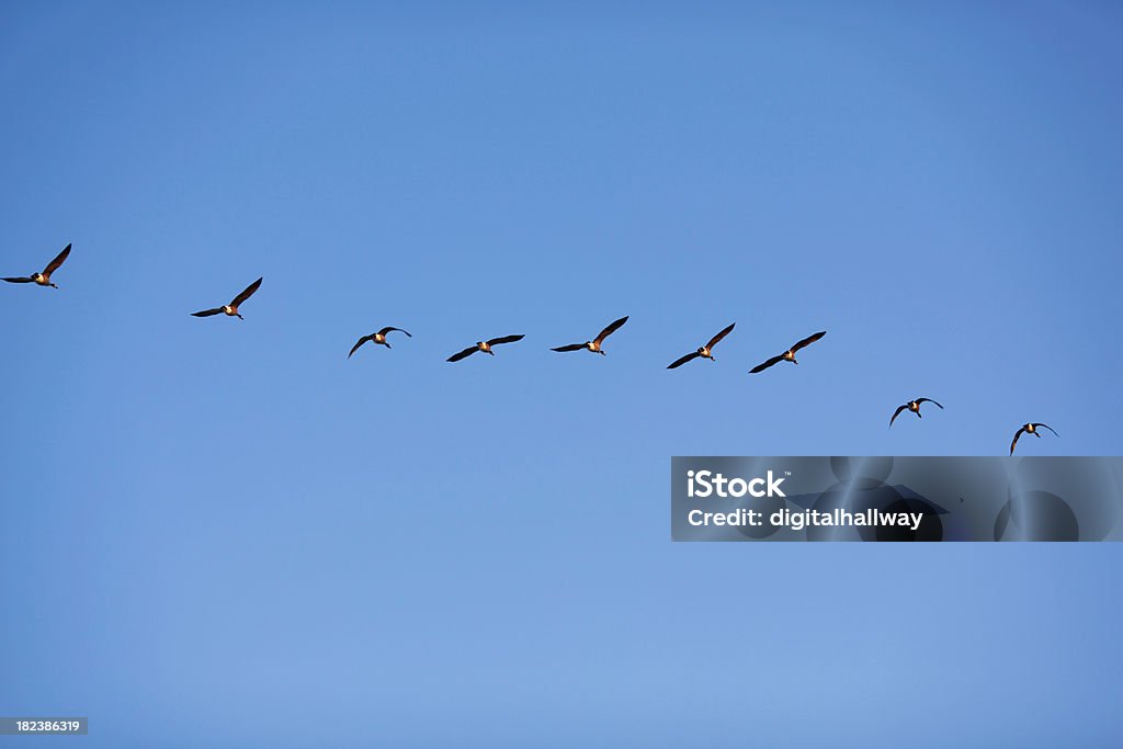 Birds Гуси флокирование вместе - Стоковые фото Птица роялти-фри