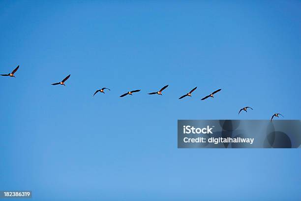 Birds Гуси Флокирование Вместе — стоковые фотографии и другие картинки Птица - Птица, В ряд, Вести за собой