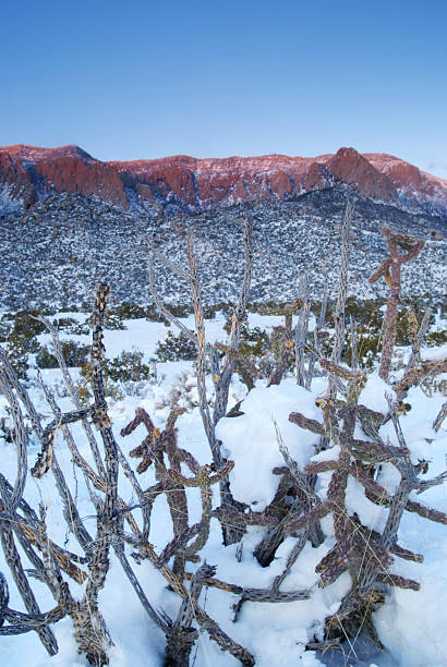 pôr do sol paisagem montanha do deserto de inverno neve cato - copy space alpenglow winter mountain range imagens e fotografias de stock