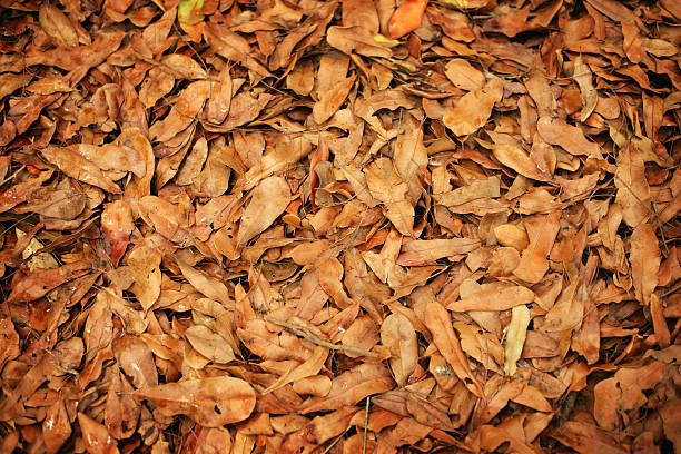Orange-brown autumn (fall) leaves on the ground.