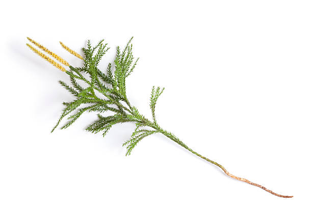 lycopodium obscurum (드문 clubmoss - clubmoss 뉴스 사진 이미지