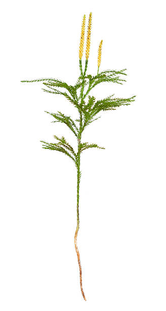 Lycopodium obscurum (Rare Clubmoss) "The beauty and longevity of this species makes it desirable to use it for making Christmas wreaths, which in turn make it vulnerable to exploitation. Grows only about a foot high, in moist sites in woods, thickets and clearings. This specimen was found in the Jersey Pine Barrens. Spores are used in toilet powders, coatings for pills, in certain kinds of fireworks. The first photographic cameras used Lycopodium spores as flash powders. Club-mosses have been boiled in water to make a medicinal tea that was cooled and used as an eye wash. At one time, fresh plants were put on the head to cure headaches and worn on clothing to ward off illness. Other names: Tree Clubmoss, Round Branched Clubmoss, Ground Pine.  A member of the fern family, this image shows part of the stem that connects underground to the rhizome." lycopodiaceae photos stock pictures, royalty-free photos & images