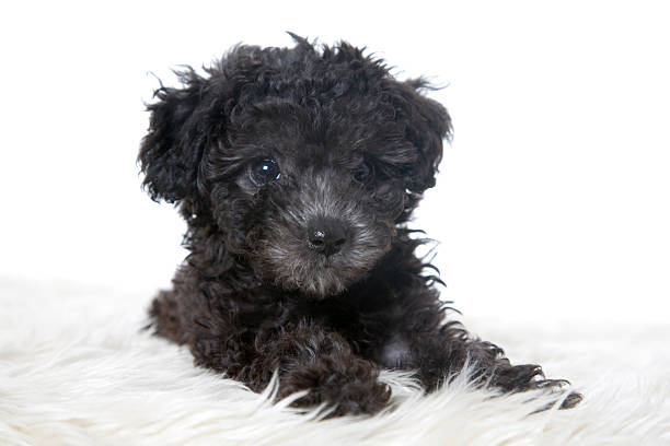 270+ Black Toy Poodle Puppies Stock Photos, Pictures & Royalty-Free Images  - Istock