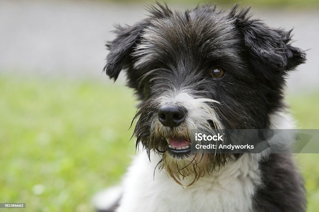 Terrier-Mix - Lizenzfrei Einzelnes Tier Stock-Foto