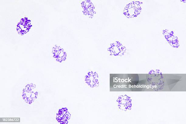 唾液腺 Chromosomes Drosphila - DNAのストックフォトや画像を多数ご用意 - DNA, クローズアップ, グランジ加工