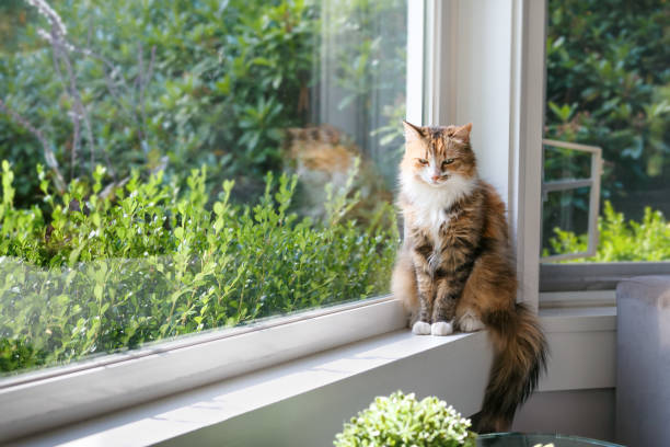 istock Happy cat sitting relaxed on window sill 1823870125
