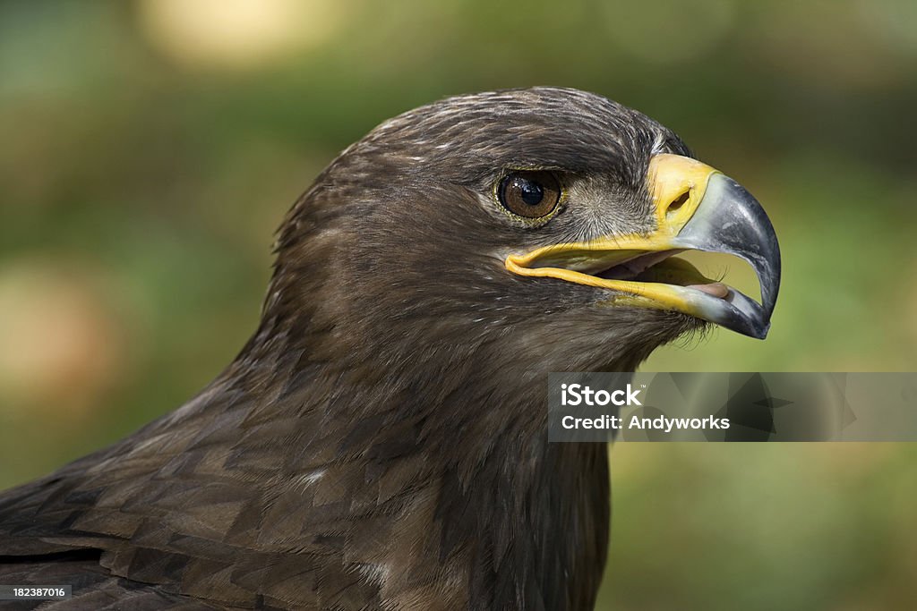 Lesser Spotted Eagle (Aquila pomarina - Lizenzfrei Adler Stock-Foto