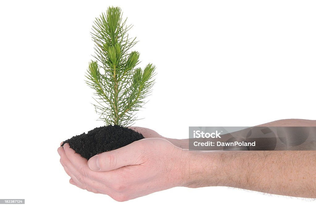 Mani tenendo un albero - Foto stock royalty-free di Pino