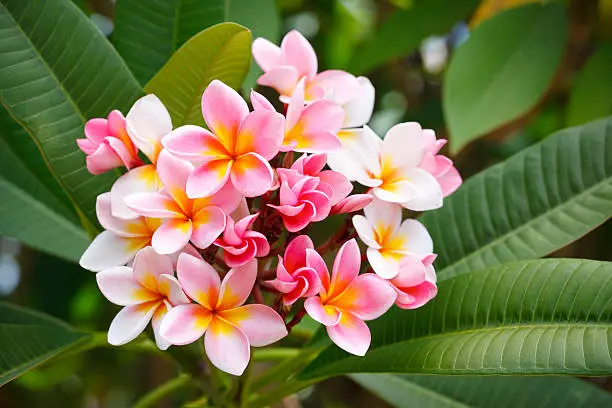 A cluster of beautiful frangipani flowers.
