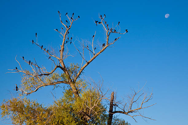 black aves situado nas pernas de uma Ávore seca - foto de acervo