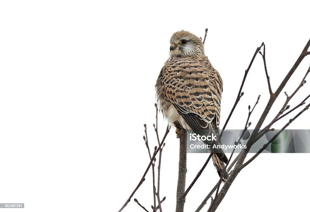 Common Turmfalke (Falco tinnunculus) - Lizenzfrei Echter Falke Stock-Foto