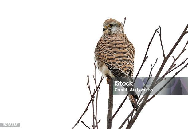 Common Turmfalke Stockfoto und mehr Bilder von Echter Falke - Echter Falke, Einzelnes Tier, Falke