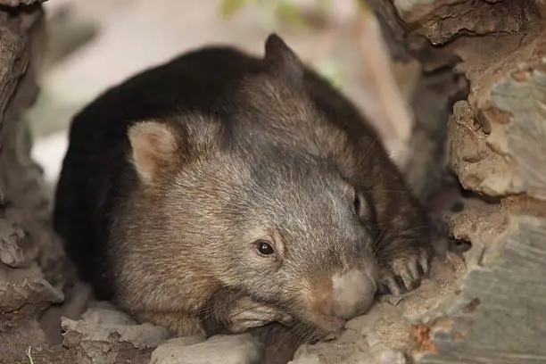 A wombat hides inside a hollow log
