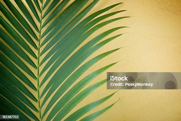 Relés Palm Fronds Pared Amarillo Verde Foto de stock y más banco de imágenes de Amarillo - Color - Amarillo - Color, Clima tropical, Espacio en blanco