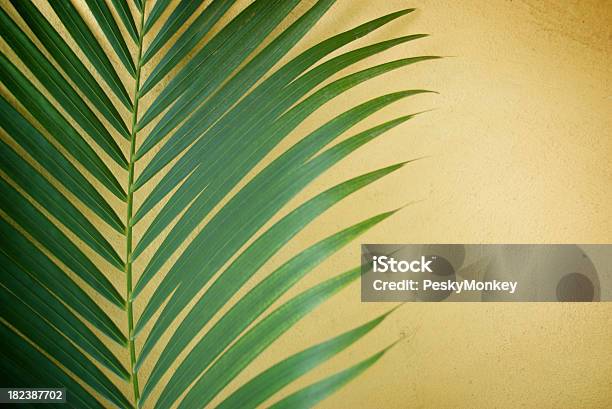 Delikatny Zielony Palm Fronds Żółte Ściany - zdjęcia stockowe i więcej obrazów Bez ludzi - Bez ludzi, Fotografika, Horyzontalny