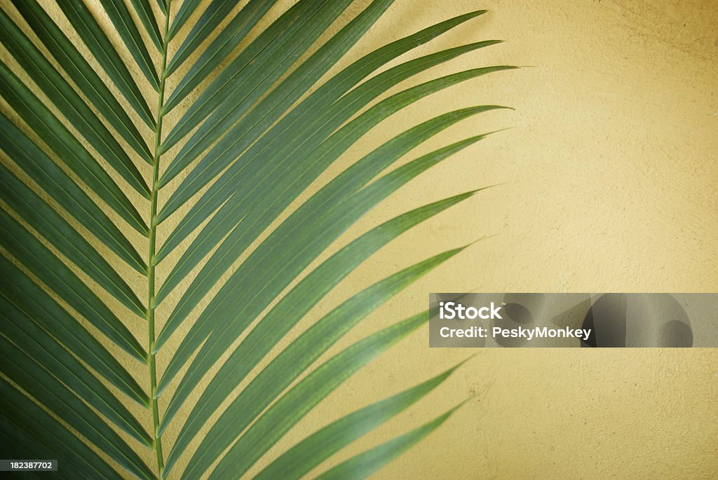 Slender verdes de palmeira parede amarela - Foto de stock de Amarelo royalty-free