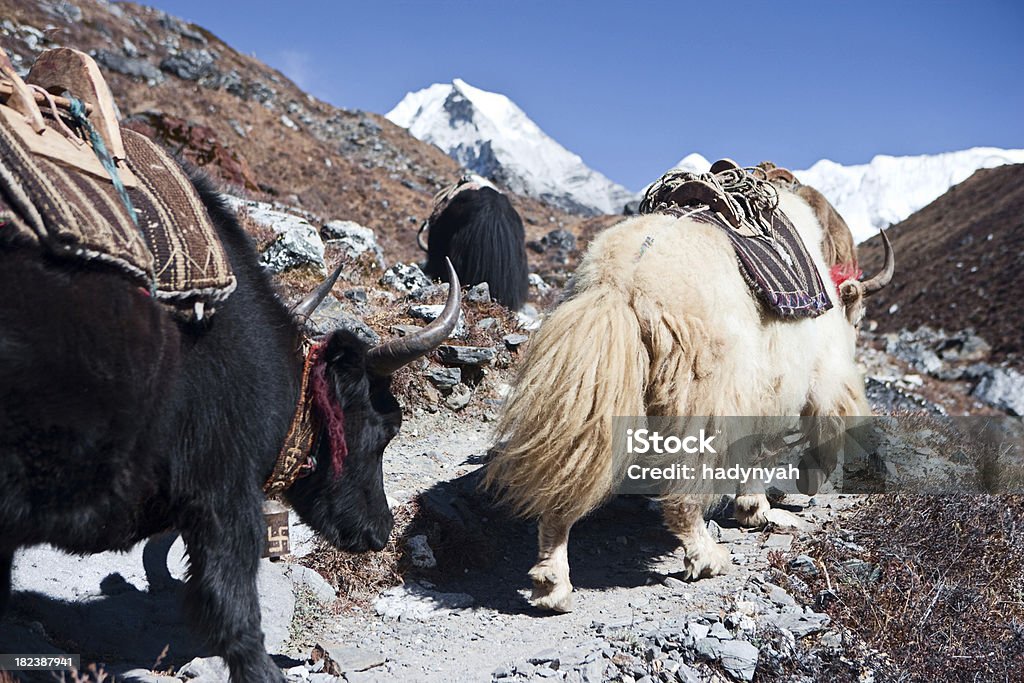 Yacks sur les sentiers - Photo de Ama Dablam libre de droits