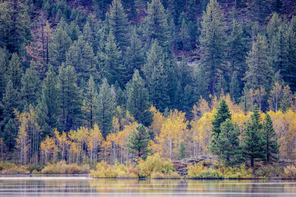 istock Cloudy morning at Spooner Lake, Nevada 1823886431
