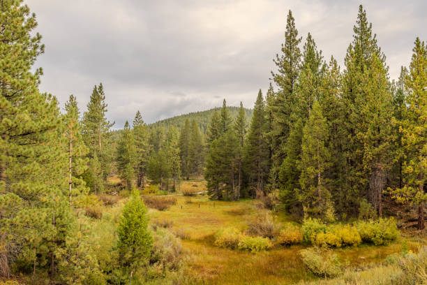 istock Cloudy morning at Spooner Lake, Nevada 1823886949