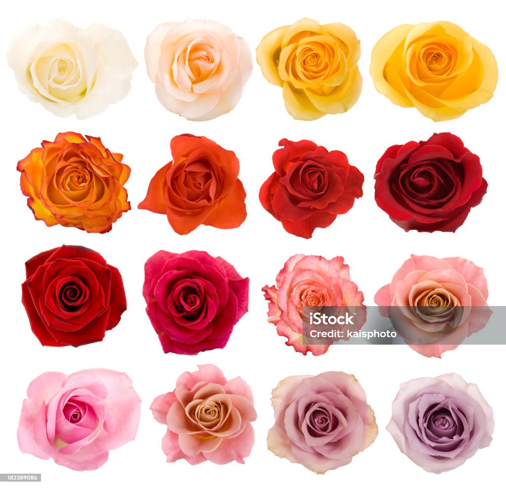 Seleção de lindas rosas - Foto de stock de Rosa - Cor royalty-free