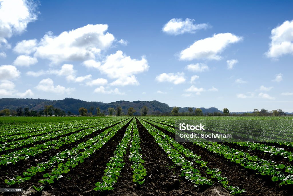 Landwirtschaftliche Landschaft - Lizenzfrei Feld Stock-Foto