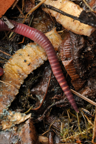 Eisenia fetida crawls through compost.