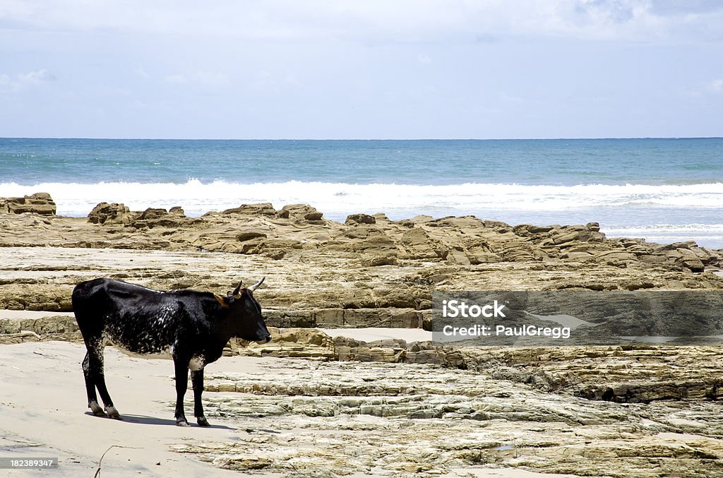 Kühe auf den Strand - Lizenzfrei Fotografie Stock-Foto