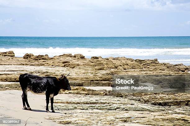 Photo libre de droit de Vaches Sur La Plage banque d'images et plus d'images libres de droit de Caractéristiques de la terre - Caractéristiques de la terre, Côte sauvage sud-africaine, Eau