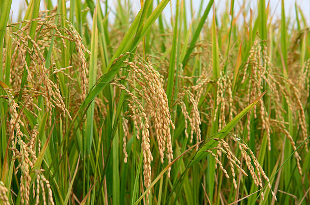 istock Rice crop in the sunshine 182389364