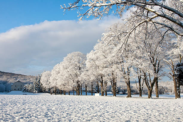 istock Row of snow laden trees in early morning light 182389395