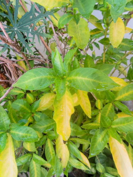 istock green and dense leaves in the yard 1823894875