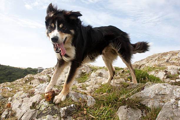 istock Border collie close up sky background 182389630