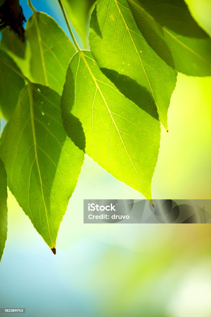 Close-up of fresh green Лифс - Стоковые фото Абстрактный роялти-фри