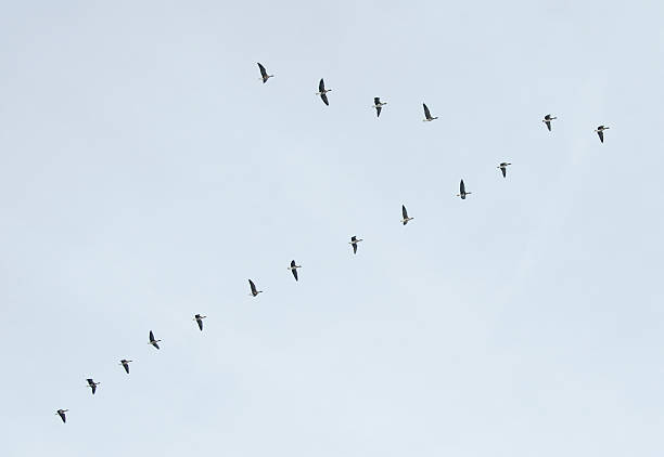 istock Flight of geese in V-form 182389853