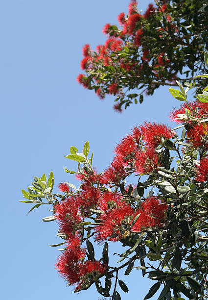istock Pohutukawa flowers 182390232