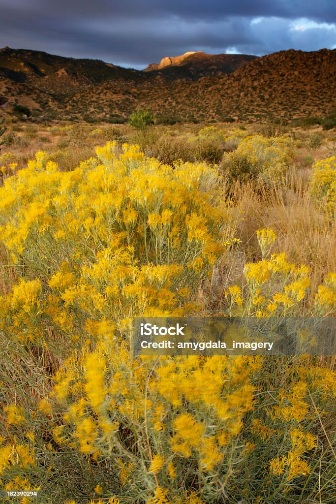 Paisaje al atardecer las montañas del desierto artemisia tridentata - Foto de stock de Aire libre libre de derechos
