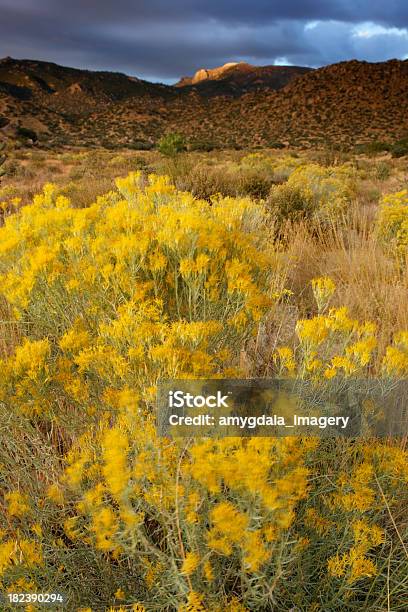 Paisaje Al Atardecer Las Montañas Del Desierto Artemisia Tridentata Foto de stock y más banco de imágenes de Aire libre